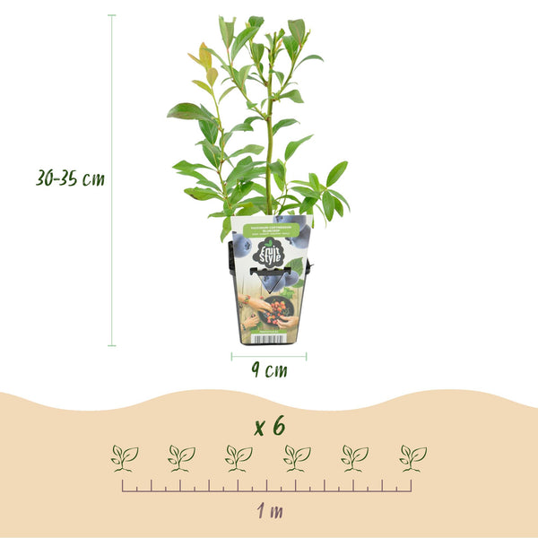 Heidelbeere ‚Bluecrop' – Vaccinium corymbosum – Ansicht 3