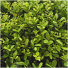 Japanische Stechpalme ‚Jenny' – Ilex crenata – Ansicht 4