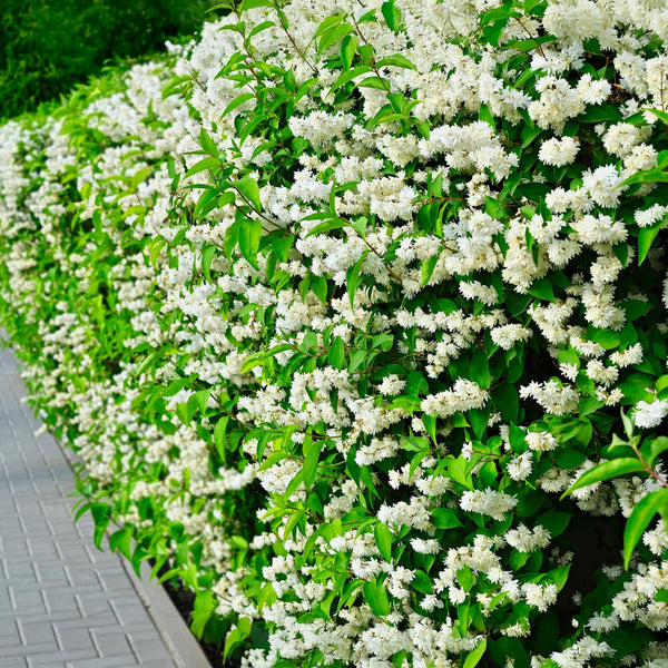 Bauernjasmin ‚Snowbelle' – Philadelphus – Ansicht 5