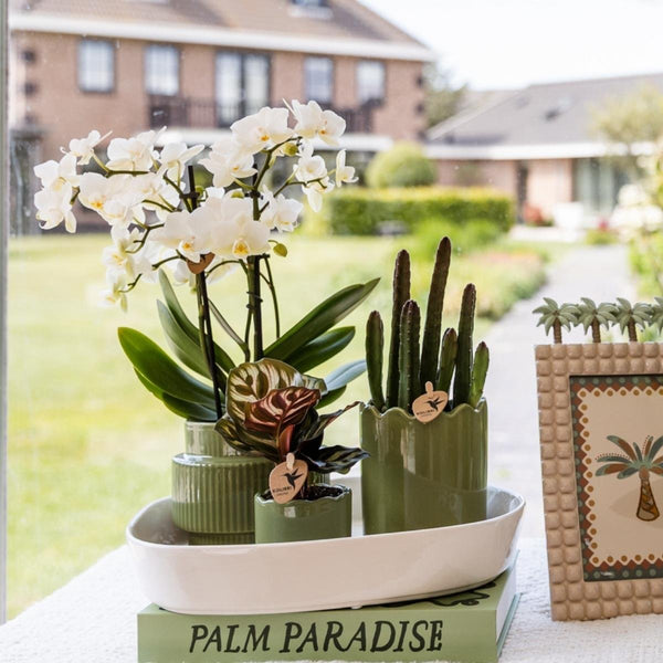 Schmetterlingsorchidee ‚Blossom Zurich' – Phalaenopsis – Ansicht 2