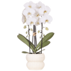 Schmetterlingsorchidee ‚Niagara Falls' – Phalaenopsis