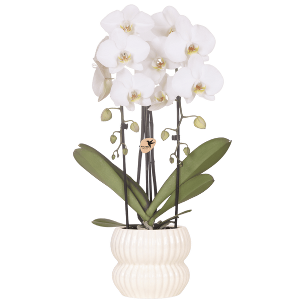 Schmetterlingsorchidee ‚Niagara Falls' – Phalaenopsis
