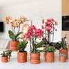 Schmetterlingsorchidee ‚Blossom Congo' – Phalaenopsis – Ansicht 9