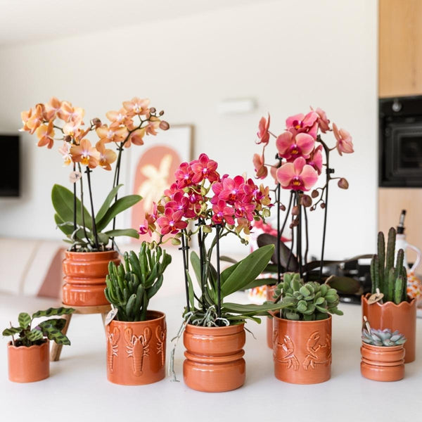 Schmetterlingsorchidee ‚Blossom Congo' – Phalaenopsis – Ansicht 9