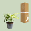 Calathea orbifolia – Ansicht 3