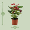 Flamingoblume ‚Calon' – Anthurium andraeanum – Ansicht 4