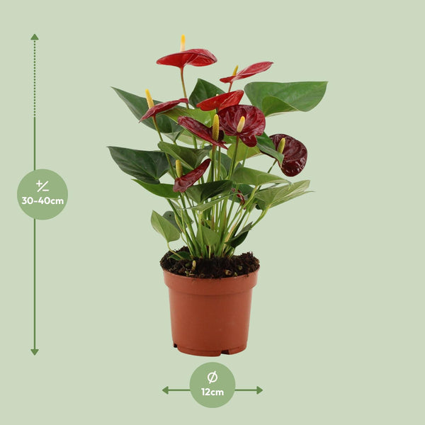 Flamingoblume ‚Calon' – Anthurium andraeanum – Ansicht 4