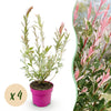 Harlekinweide ‚Flamingo' – Salix integra