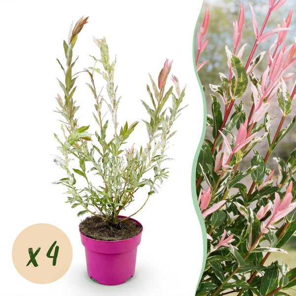 Harlekinweide ‚Flamingo' – Salix integra