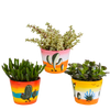 Sukkulenten-Set „Crassula-Mix“ – 3 Dickblatt-Pflanzen