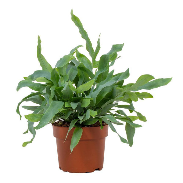 Goldtüpfelfarn ‚Blue Star' – Phlebodium aureum