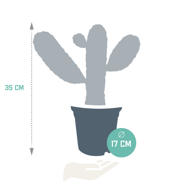 Feigenkaktus – Opuntia consolea – Ansicht 2