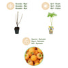 Himbeere ‚Fallgold' – Rubus idaeus – Ansicht 9