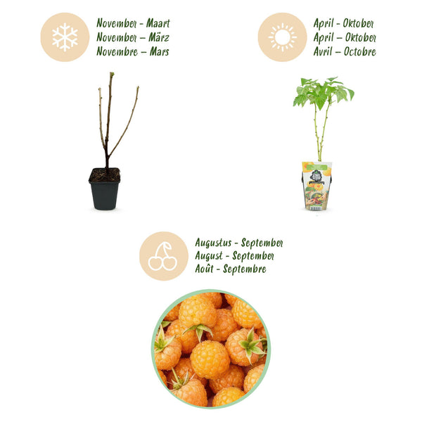 Himbeere ‚Fallgold' – Rubus idaeus – Ansicht 9