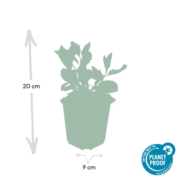 Ageratum-Aster ‚Asran' – Aster ageratoides – Ansicht 2