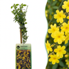 Winterjasmin – Jasminum nudiflorum – 1 Stück, Ø 9 cm · 35 cm