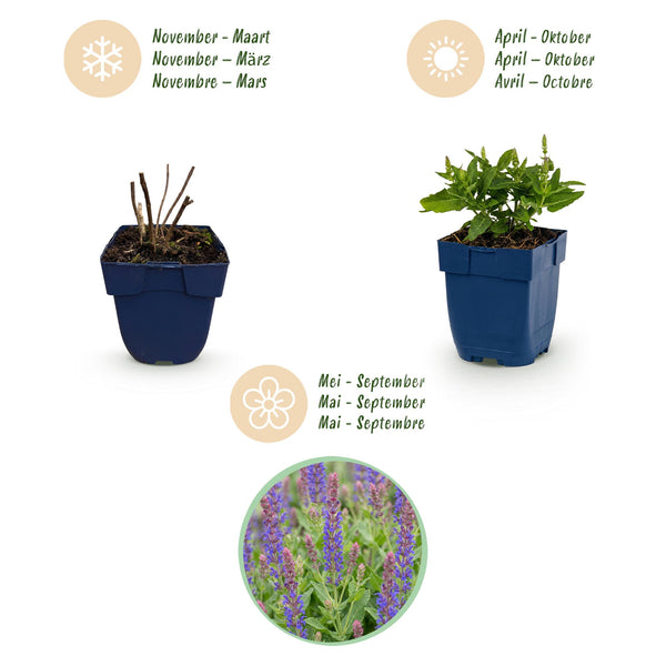 Steppensalbei ‚Sensation Deep Blue' – Salvia nemorosa – Ansicht 4