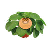 Ufopflanze – Pilea peperomioides