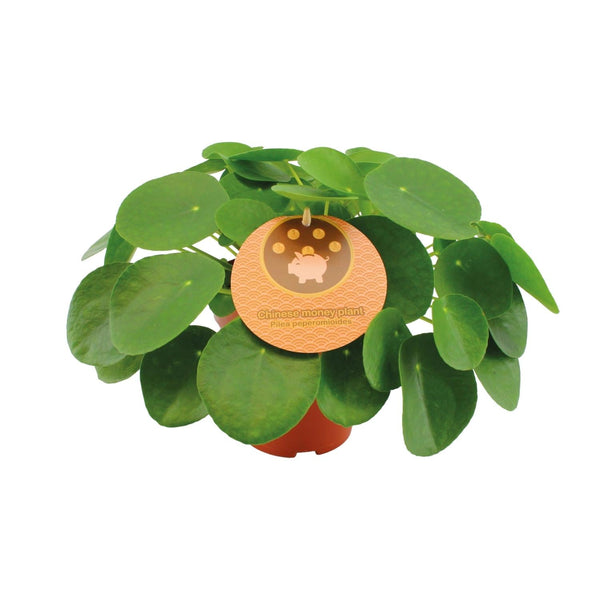 Ufopflanze – Pilea peperomioides