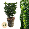 Spindelstrauch ‚Green Spire' – Euonymus japonicus