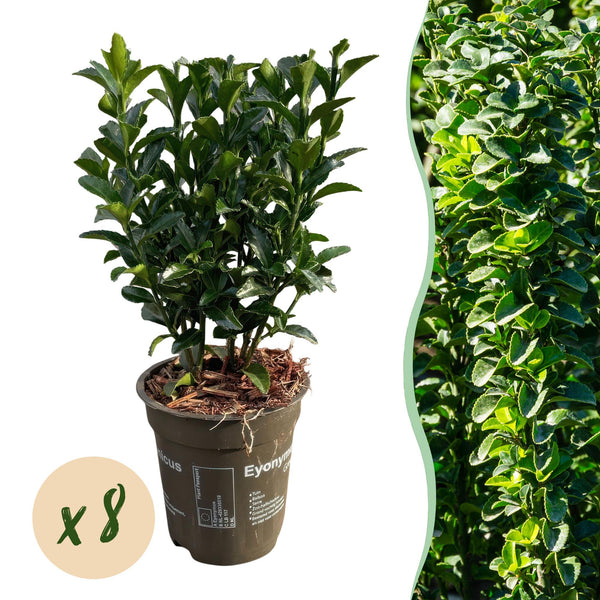 Spindelstrauch ‚Green Spire' – Euonymus japonicus