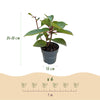 Rispenhortensie ‚Living Infinity' – Hydrangea paniculata – Ansicht 3