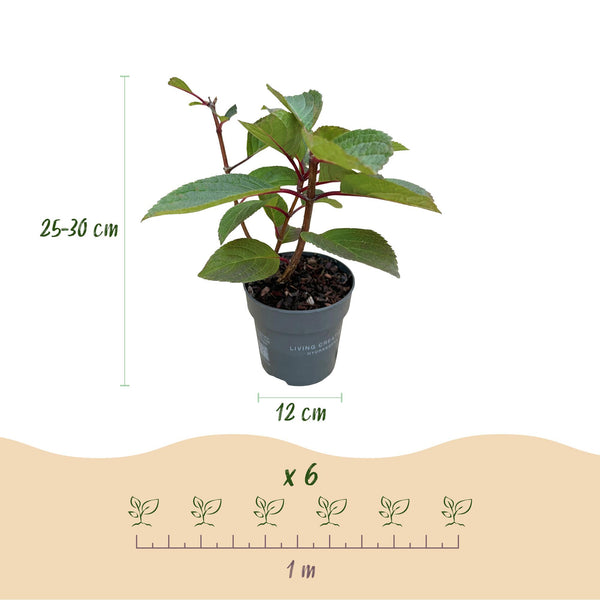 Rispenhortensie ‚Living Infinity' – Hydrangea paniculata – Ansicht 3