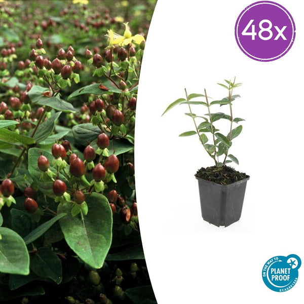 Johanniskraut ‚Rheingold' – Hypericum × inodorum