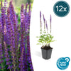 Steppensalbei ‚Ostfriesland' – Salvia nemorosa