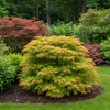 Japanischer Ahorn ‚Metamorphosa' – Acer palmatum – Ansicht 6
