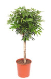 Strahlenaralie-Stämmchen – Schefflera arboricola