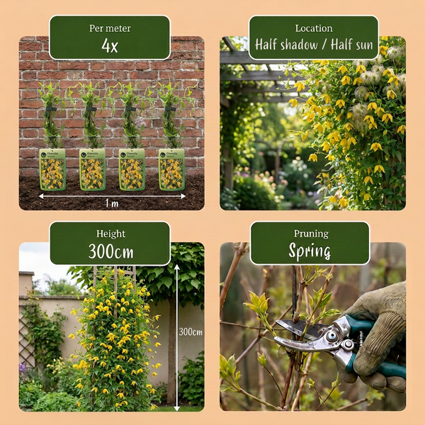Gold-Waldrebe – Clematis tangutica – Ansicht 5