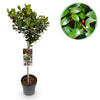 Stechpalme ‚Blue Maid' – Ilex meserveae