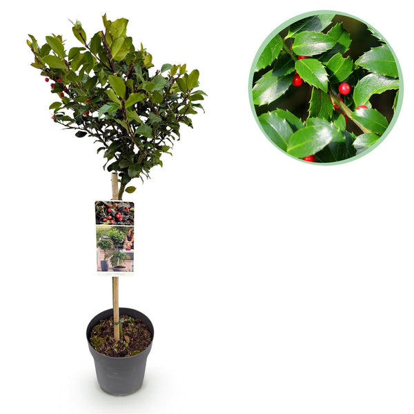 Stechpalme ‚Blue Maid' – Ilex meserveae