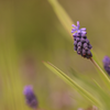 Lilientraube ‚Moneymaker' – Liriope muscari – Ansicht 9