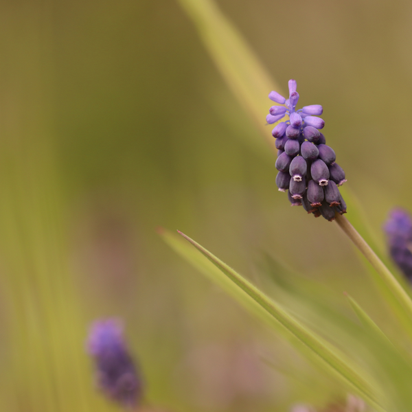 Lilientraube ‚Moneymaker' – Liriope muscari – Ansicht 9