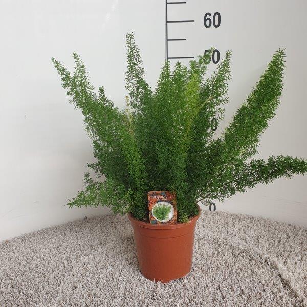 Zierspargel ‚Meyers' – Asparagus densiflorus – Ø 17 cm · 50 cm