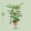 Strahlenaralie ‚Amate' – Schefflera actinophylla – Ansicht 2
