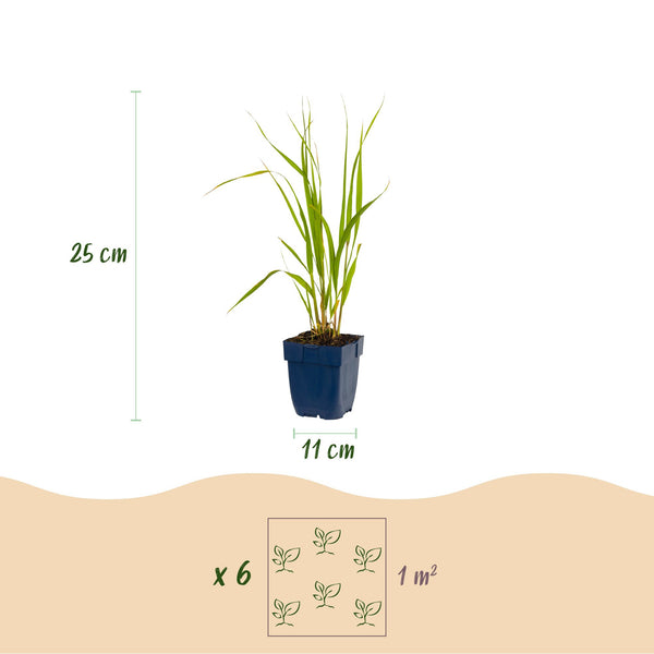 Pfeifengras ‚Heidebraut' – Molinia caerulea – Ansicht 3