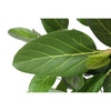 Bengalische Feige – Ficus benghalensis – Ansicht 5