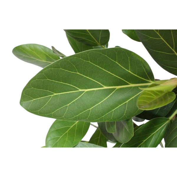 Bengalische Feige – Ficus benghalensis – Ansicht 5