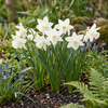 Engelstränen-Narzisse ‚Thalia' – Narcissus triandrus – Ansicht 2