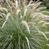 Lampenputzergras ‚Fairy Tales' – Pennisetum orientale – Ansicht 5