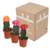 Kakteen-Set „Euphorbia & Gymnocalycium“ – Euphorbia meloformis variegata und Gymnocalycium – Ansicht 3