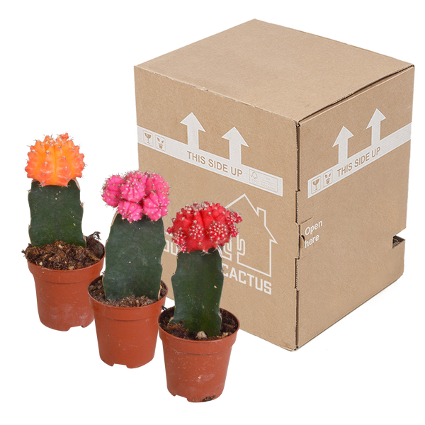 Kakteen-Set „Euphorbia & Gymnocalycium“ – Euphorbia meloformis variegata und Gymnocalycium – Ansicht 3