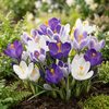Krokus blau – Crocus – Ansicht 2