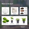 Flaschengarten-Set „Dome XL" – DIY-Terrarium im Kugelglas – Ansicht 3