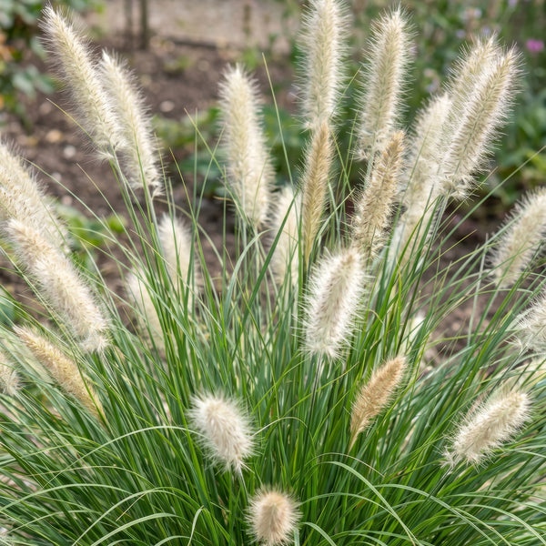 Lampenputzergras ‚Little Bunny' – Pennisetum alopecuroides – Ansicht 5