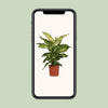 Dieffenbachie ‚Mars' – Dieffenbachia – Ansicht 4