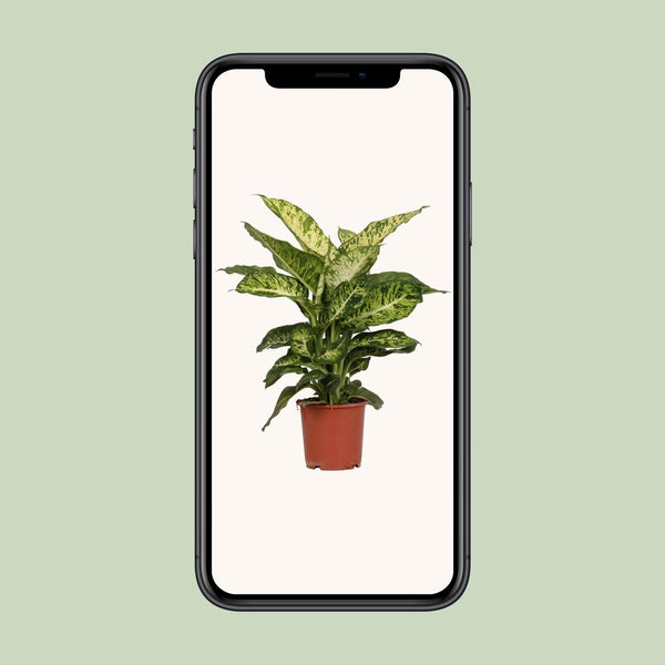 Dieffenbachie ‚Mars' – Dieffenbachia – Ansicht 4